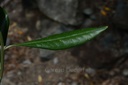 Olivier  - Phytotype - 5