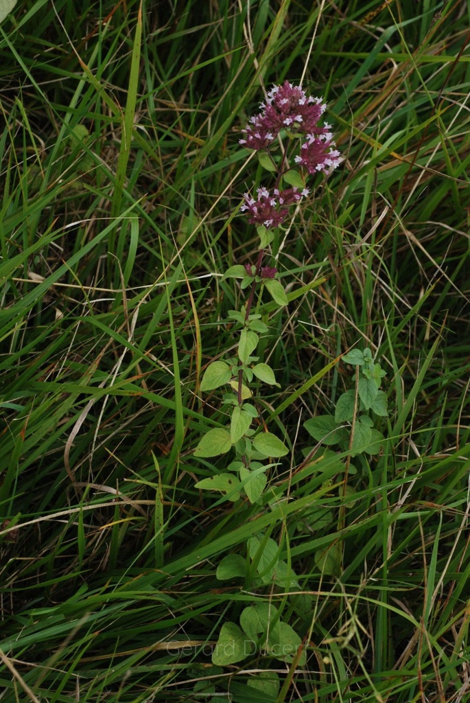 Origan  - Phytotype - 5