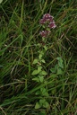 Origan  - Phytotype - 5