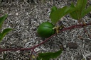 Passiflore  - Phytotype - 5