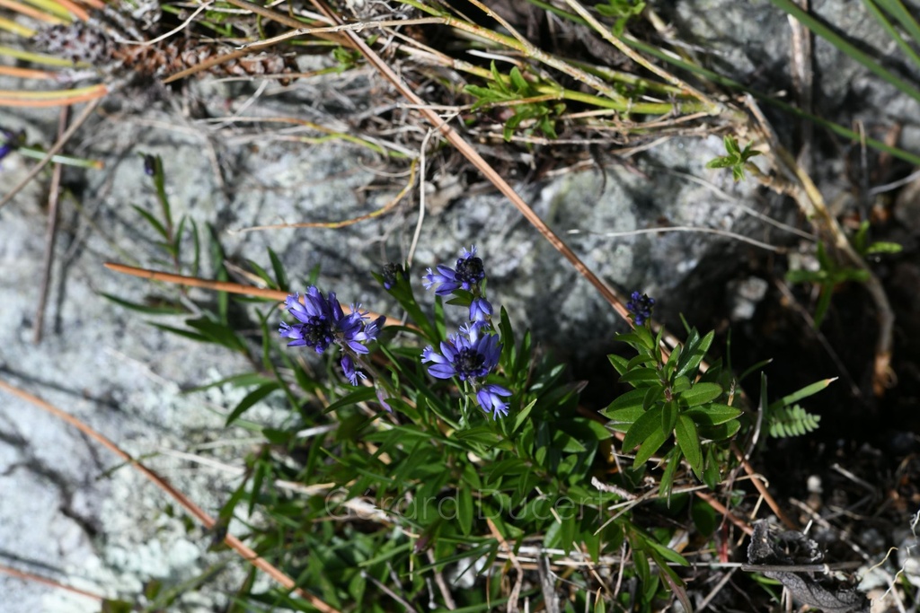 Polygala  - Phytotype - 5