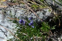 Polygala  - Phytotype - 5