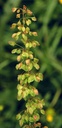 Oseille crépue - Phytotype - 5