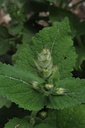 Sauge sclarée - Phytotype - 5