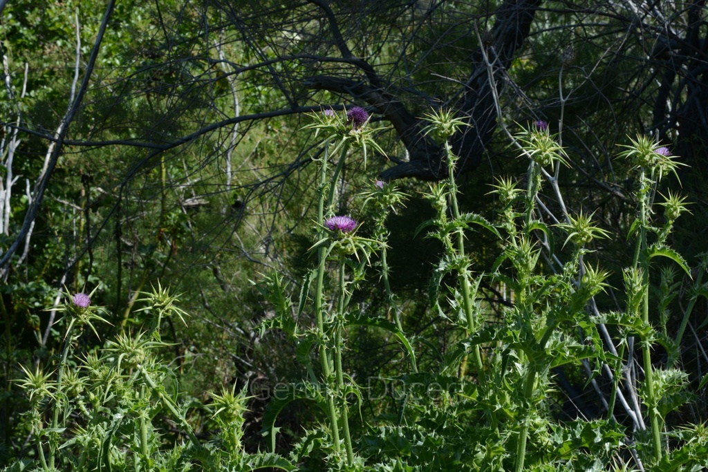 Chardon Marie - Phytotype - 5
