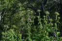 Chardon Marie - Phytotype - 5