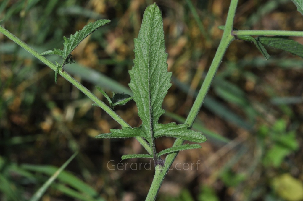 Herbe aux chantres - Phytotype - 5