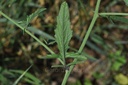 Herbe aux chantres - Phytotype - 5