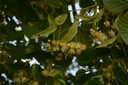 Tilleul fleur - Phytotype - 5