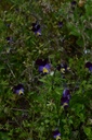 Pensée sauvage - Phytotype - 5
