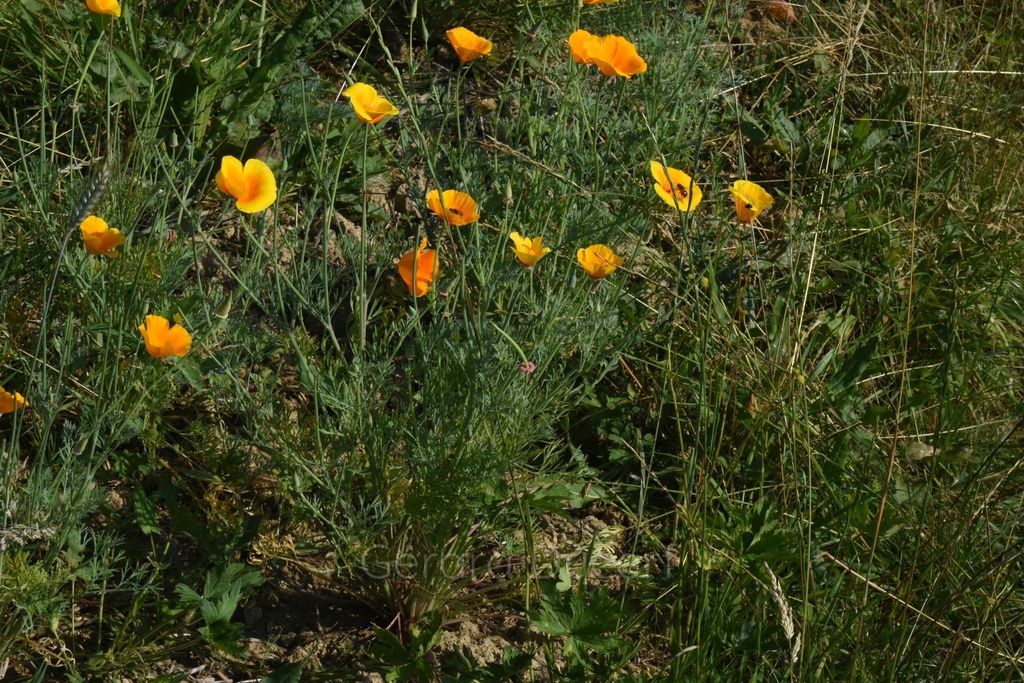 Pavot de Californie - Phytotype sans alcool - 2