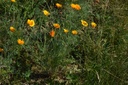 Pavot de Californie - Phytotype sans alcool - 2
