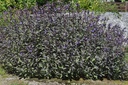 Sauge officinale - Phytotype sans alcool - 2