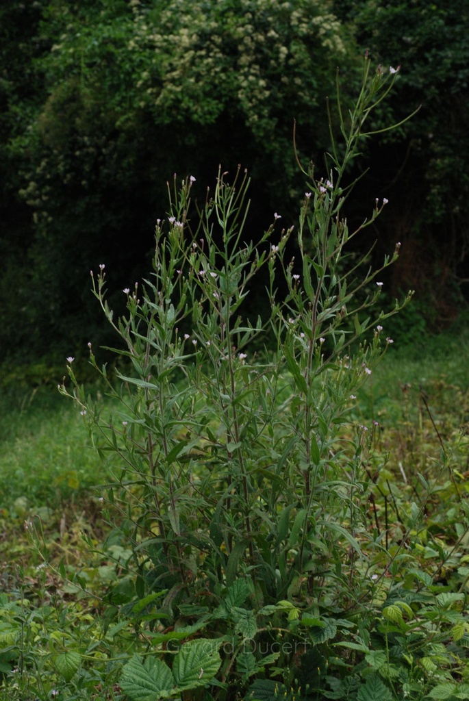 Epilobe à petites fleurs - Phytotype sans alcool - 3