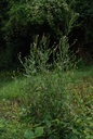 Epilobe à petites fleurs - Phytotype sans alcool - 3