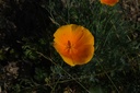 Pavot de Californie - Phytotype sans alcool - 3