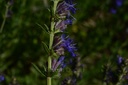 Hysope  - Phytotype sans alcool - 3