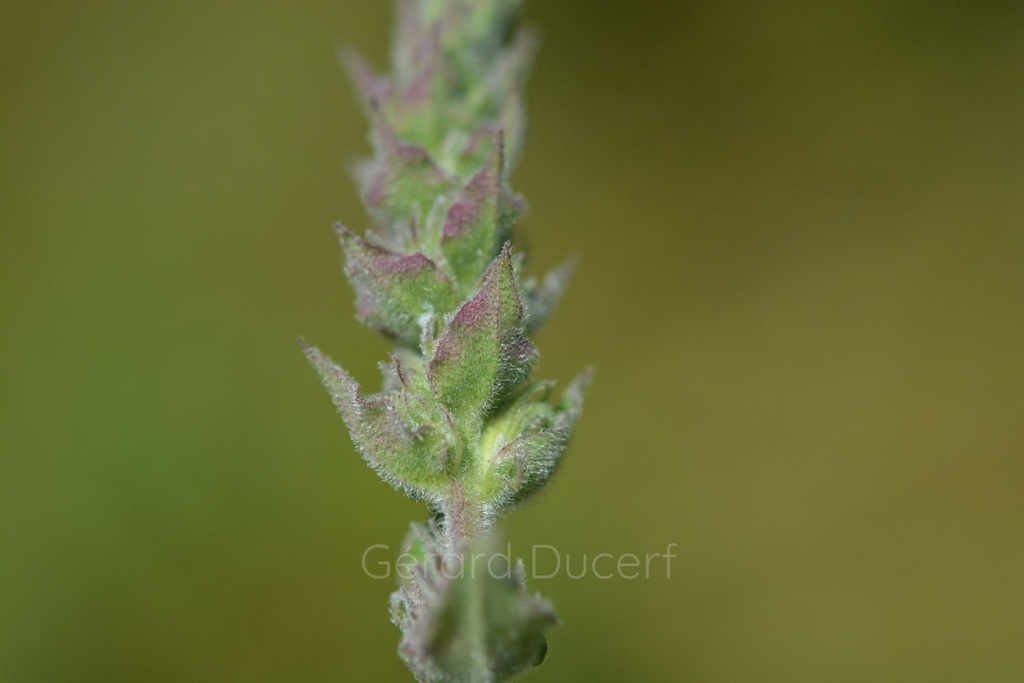 Salicaire  - Phytotype sans alcool - 3