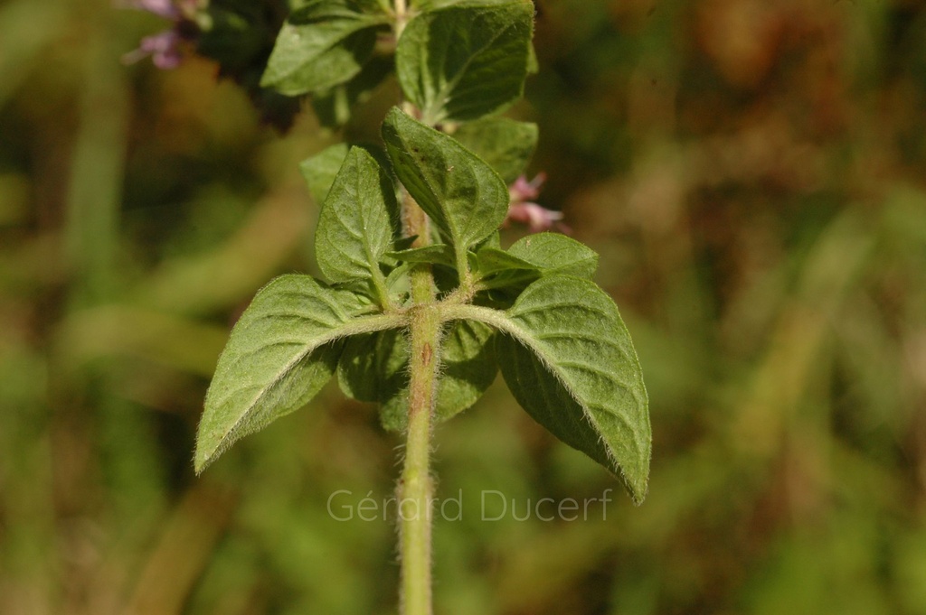 Origan  - Phytotype sans alcool - 3