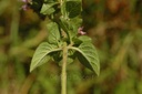 Origan  - Phytotype sans alcool - 3