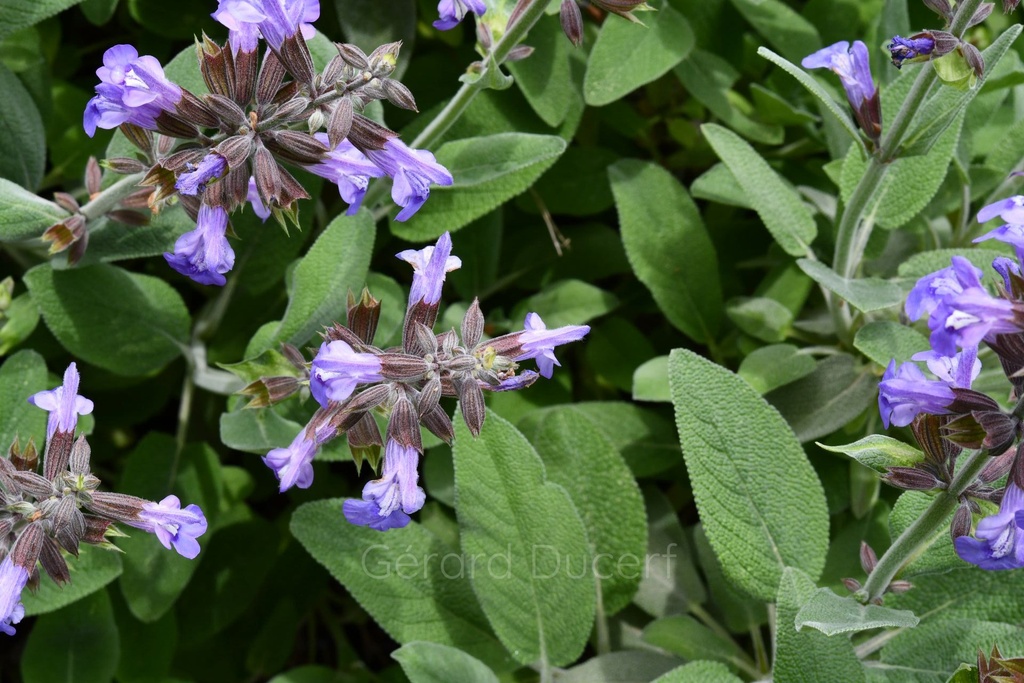 Sauge officinale - Phytotype sans alcool - 3