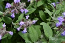 Sauge officinale - Phytotype sans alcool - 3