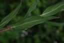 Epilobe à petites fleurs - Phytotype sans alcool - 4