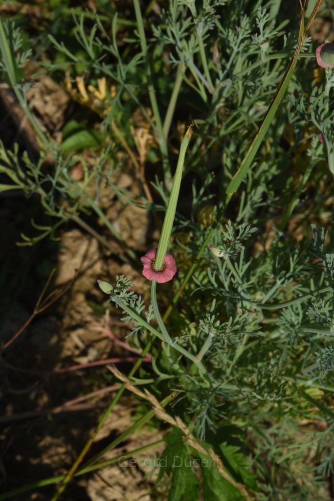 Pavot de Californie - Phytotype sans alcool - 4