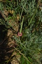 Pavot de Californie - Phytotype sans alcool - 4