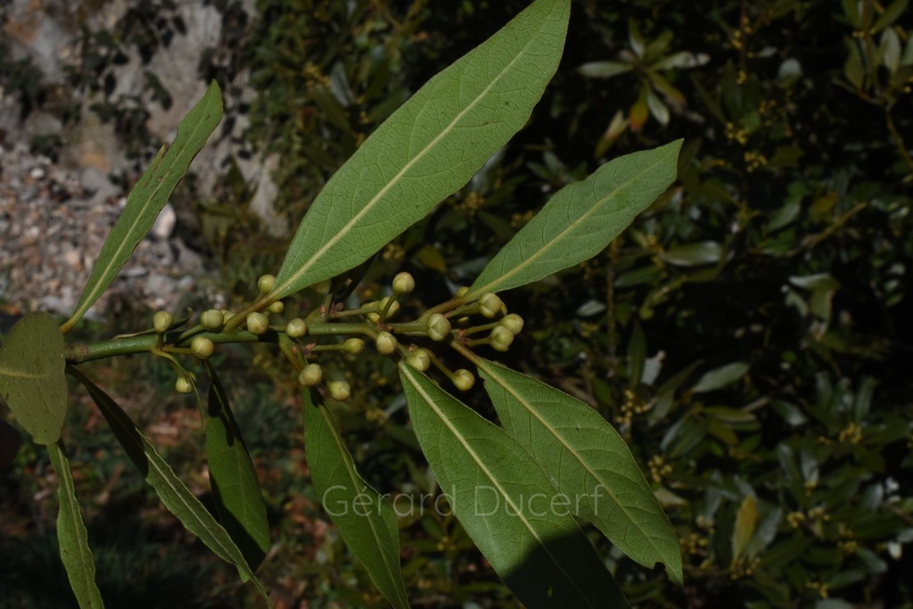 Laurier noble - Phytotype sans alcool - 4