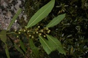 Laurier noble - Phytotype sans alcool - 4