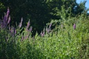 Salicaire  - Phytotype sans alcool - 4