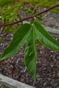 Passiflore  - Phytotype sans alcool - 4