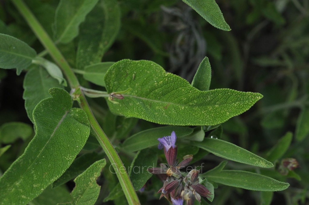 Sauge officinale - Phytotype sans alcool - 4