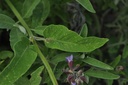 Sauge officinale - Phytotype sans alcool - 4