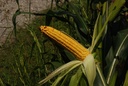 Maïs  - Phytotype sans alcool - 4
