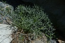 Crithme maritime - Phytotype sans alcool - 5