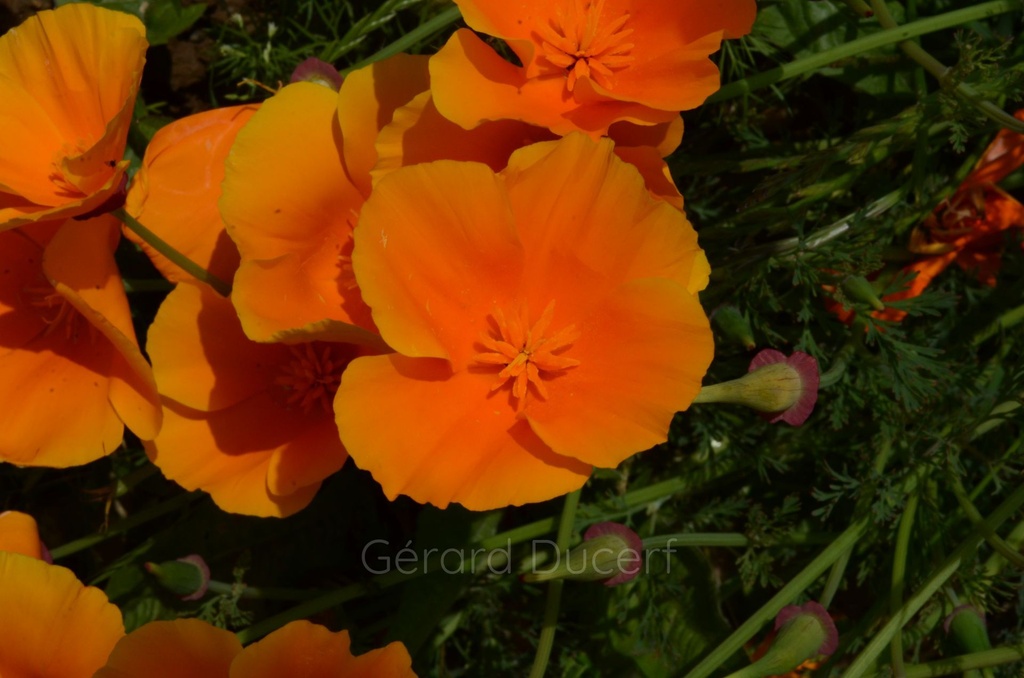 Pavot de Californie - Phytotype sans alcool - 5