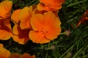 Pavot de Californie - Phytotype sans alcool - 5