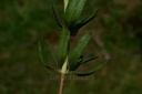 Hysope  - Phytotype sans alcool - 5