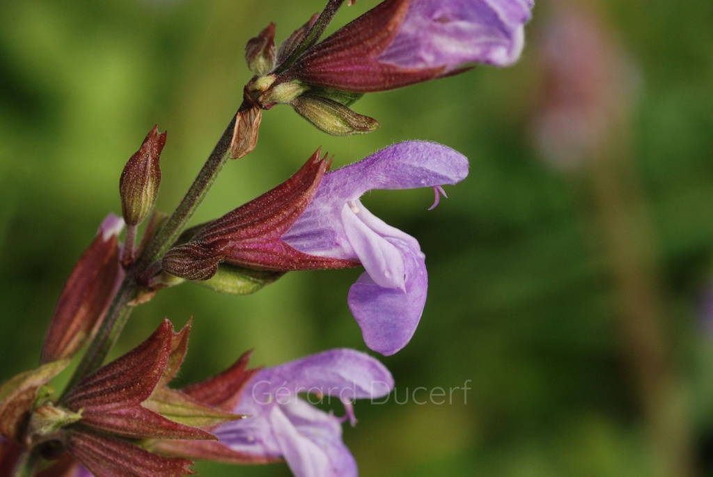 Sauge officinale - Phytotype sans alcool - 5