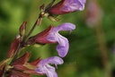 Sauge officinale - Phytotype sans alcool - 5