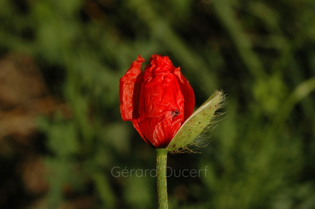 Coquelicot plante entière - Phytotype - 2