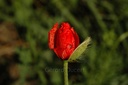 Coquelicot plante entière - Phytotype - 2