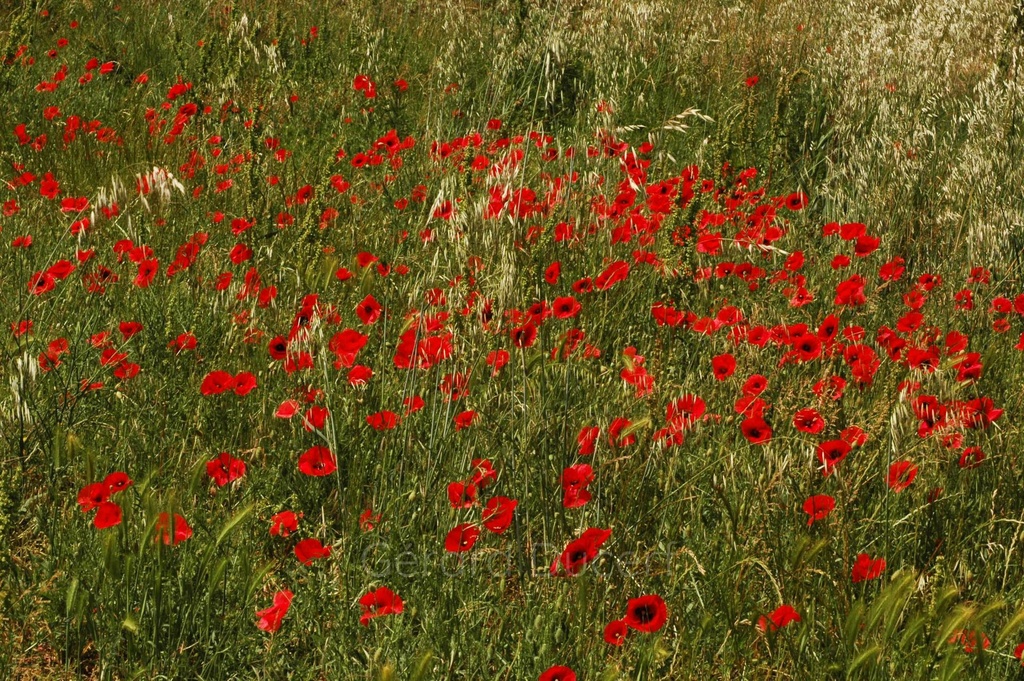 Coquelicot plante entière - Phytotype - 3