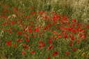 Coquelicot plante entière - Phytotype - 3