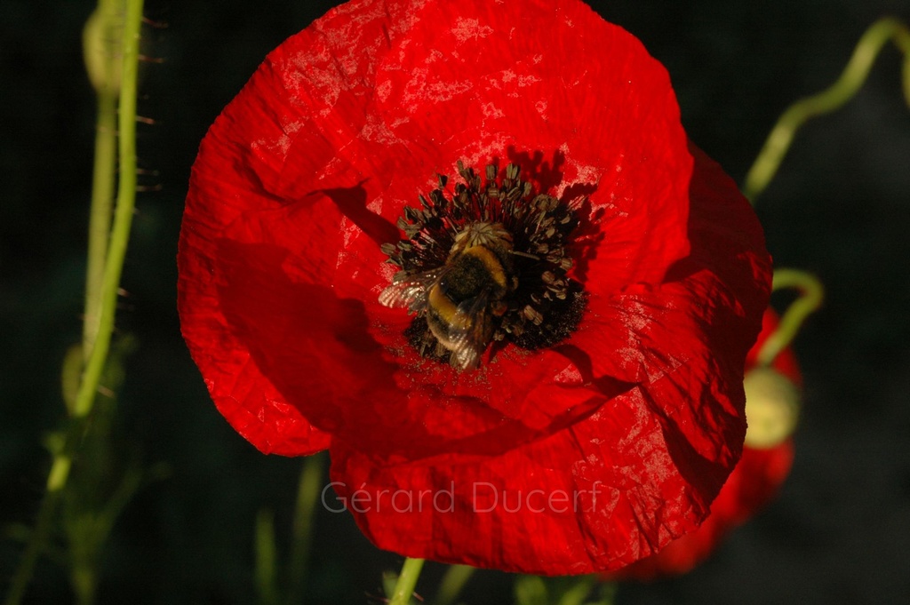 Coquelicot plante entière - Phytotype - 4