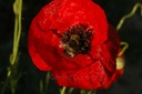 Coquelicot plante entière - Phytotype - 4