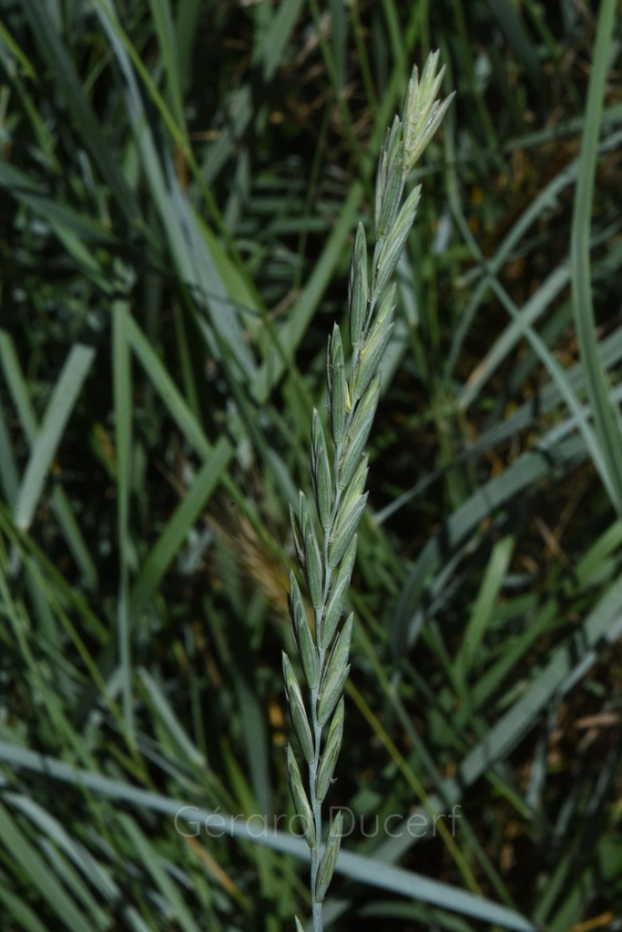 Chiendent - Phytotype - 2