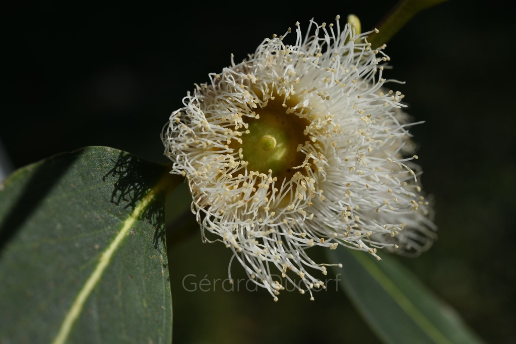 Eucalyptus globuleux - Phytotype - 2